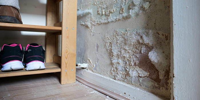 Witte Pluizige Schimmel Op De Muur Oorzaken En Bestrijding